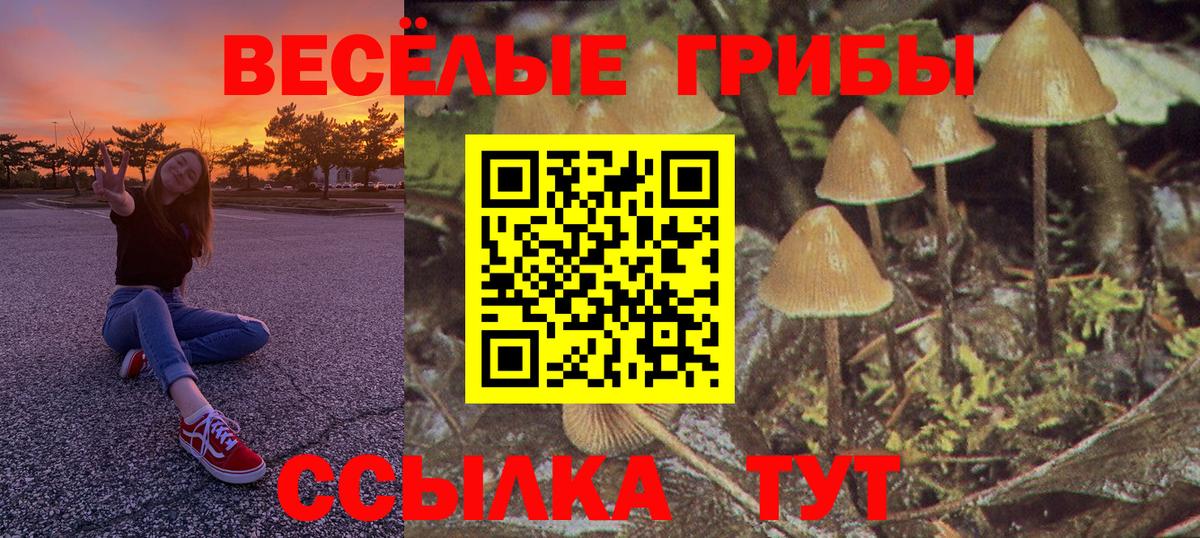 где продают   Псилоцибиновые грибы Psilocybe  Вход с VPN  Кингисепп  Псилоцибиновые грибы Psilocybe 